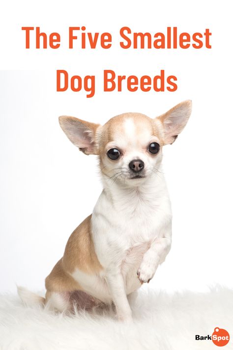 In this article we will be exploring the five smallest dog breeds. These breeds are perfect for city-folk living in cramped apartments, but many of these little pups also enjoy the fresh air and open spaces. Now, let’s take a look at these tiny companions. #dogbreed #chihuahua #papillon #pomeranian #brusselsgriffon Mini Dogs Breeds, Smallest Dog Breeds, Smallest Dog, Best Small Dog Breeds, Tiny Dog Breeds, Best Small Dogs, Tiny Dog, Papillon Dog, City Folk