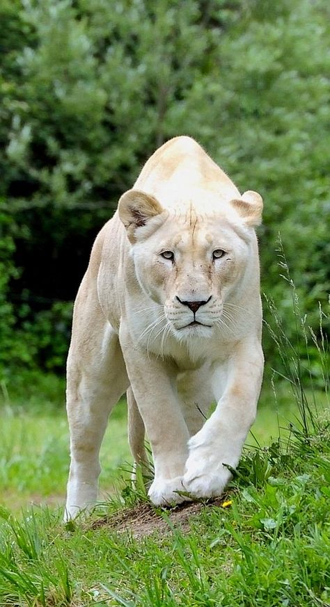 Albino Lion, White Lioness, White Lions, White Tigers, Wild Lion, Albino Animals, Lion Pictures, White Lion, Majestic Animals