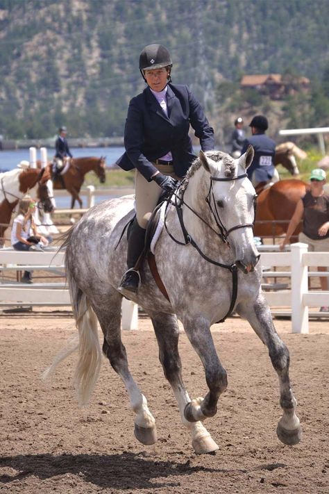 Irish Sport Horse Bay, Draft Horse Dressage, Irish Draught Horse, Irish Draft Horse, Horse English, Irish Horse, Irish Sport Horse, Horse Photography Poses, Grey Horses