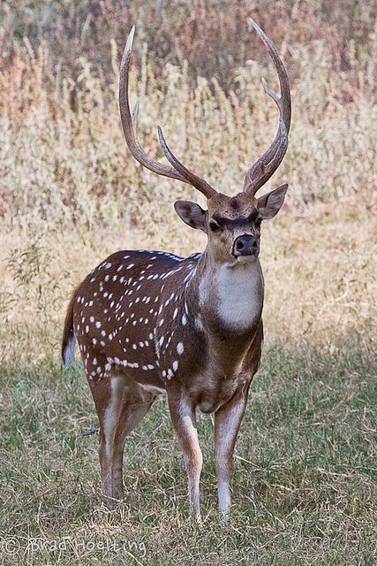 Axis Deer - Axis deer, native to India, were first introduced to Texas in 1932. Now they can be found in 27 counties in Texas - Flickr - Photo Sharing! Axis Deer, Big Bucks Deer, Muntjac Deer, Visayan Spotted Deer, Muntjac Deer Skull, Deer Species, Trophy Hunting, Fallow Deer, Deer Pictures