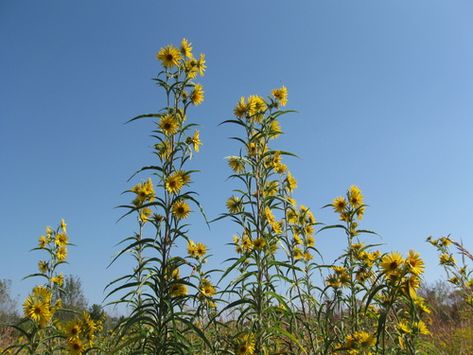 Maximilian sunflower (Official Plant List of the ABQ Backyard Refuge Program)
 ·  iNaturalist Maximilian Sunflower, Plant List, Common Names, Sunflower, Plants