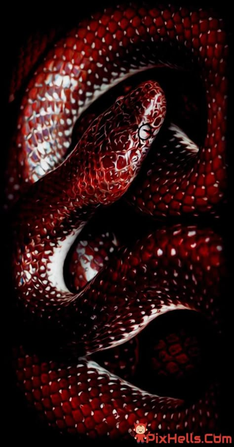 Red Snake Snake Iphone Wallpaper, Red And Black Snake, Pretty Snakes, Snake Wallpaper, Red Snake, Cute Reptiles, Cute Snake, Snake Art, Beautiful Snakes