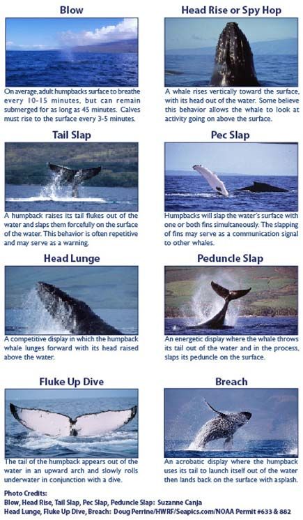 Whale Types, Hump Back Whales, Diy Whale, Humpback Whale Facts, Whale Noises, Humpback Whale Feeding, Humpback Whale Breaching, Whale Facts, Hawaii Big Island