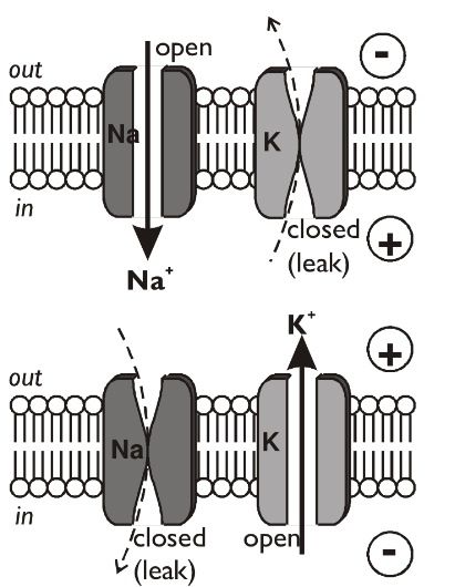 Sodium / potassium / ATPase pump in axon membranes. Sodium Potassium Pump, Anaerobic Respiration, Human Heart Anatomy, Clinical Chemistry, Physics Notes, Pa School, Heart Anatomy, Science Notes, Cell Biology