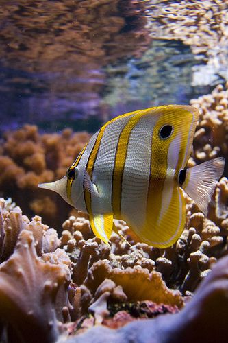 COPPERBAND BUTTERFLY FISH.   chelmon rostratus ...... commonly known as beaked coral  fish. Found in the Indian and Pacific Oceans Striped Fish, Saltwater Aquarium Fish, Butterfly Fish, Life Under The Sea, Salt Water Fish, Saltwater Fish, Saltwater Tank, Beautiful Sea Creatures, Water Animals