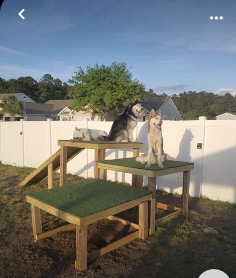 Outdoor Dog Park Ideas, Dog Backyard Ideas Plays, Dog Lookout Tower, Doggie Outdoor Play Area Ideas, Elevated Dog House Outdoor, Dogs Outside Ideas Backyards, Dog Play Area Outdoor, Dog Climbing Structure, Dog Play Yard Ideas