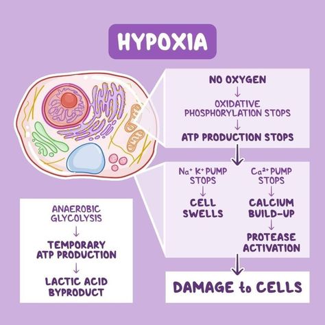 💥𝐄𝐟𝐟𝐞𝐜𝐭𝐬 𝐨𝐟 𝐇𝐲𝐩𝐨𝐱𝐢𝐚 𝐨𝐧 𝐂𝐞𝐥𝐥𝐬💥 ❇️No Oxygen: The absence of oxygen halts oxidative phosphorylation, leading to a cessation of ATP production, which is crucial for cellular functions. ❇️ATP Production Stops: Without ATP, essential cellular pumps (Na⁺/K⁺ pump and Ca²⁺ pump) stop functioning, resulting in cell damage. 🔹Na⁺/K⁺ Pump Stops: This leads to an influx of sodium and water into the cell, causing the cell to swell. 🔹Ca²⁺ Pump Stops: Calcium builds up inside the cell, leading to the activ... Grade 9 Science Notes, Veterinary Notes, Oxidative Phosphorylation, Emt Study, Paramedic School, Clinical Chemistry, Nursing Leadership, Nclex Prep, Nursing Study Guide