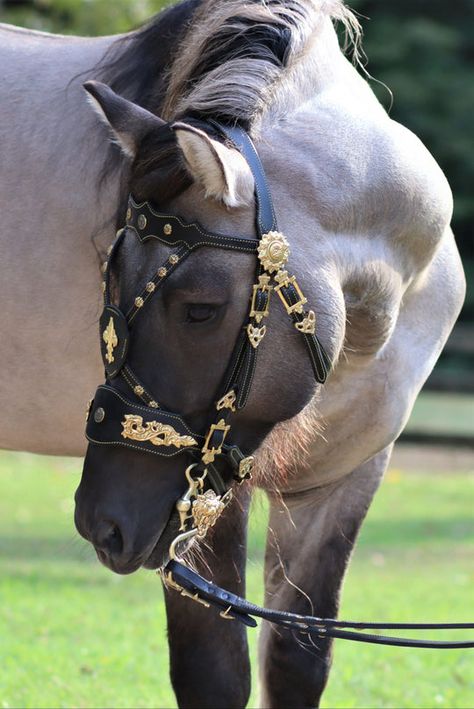 Baroque Horse, Horse Barn Designs, Indian Horses, Bitless Bridle, Leather Dog Collar Custom, Western Bridles, Horse Armor, Dog Collar With Name, Cute Dog Collars