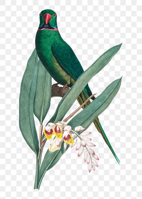 Green Flowers Illustration, Textured Mural, Sticker Transparent Background, Parrot Wallpaper, Vintage Hummingbird, Paradise Art, Bird Illustrations, Tropical Illustration, Adobe Illustrator Graphic Design