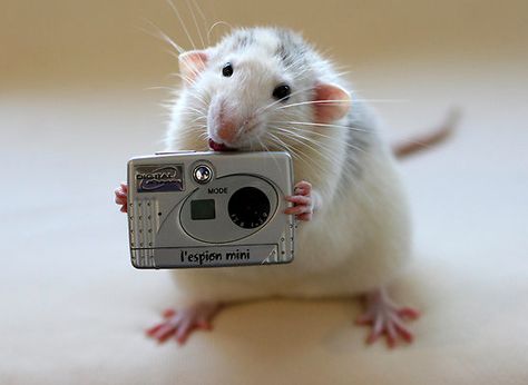 Adorable Rats, Dumbo Rat, Fancy Rat, Cute Rats, A Rat, Mouse Rat, Cute Hamsters, Pet Rats, Cute Mouse