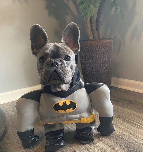 French Bulldog Halloween Costumes, Bulldog Halloween Costumes, Puppy Halloween Costumes, Dog Costumes Funny, French Dogs, French Bulldog Funny, Potty Training Puppy, Super Cute Puppies, Cute Animals Puppies