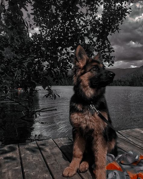 The Darkest Temptation, Darkest Temptation, Danielle Lori, Dog Foto, Small Town Romance, Gsd Puppies, Pretty Dogs, German Shepherd Dog, Service Dogs