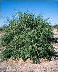 Salvadora Persica      Toothbrush Tree/Saltbush/Mustard Tree        Regte Mosterdboom     S A no 622 Salvadora Persica, Salt Bush, Mustard Tree, Brushing Teeth, Mustard, Salt, Herbs