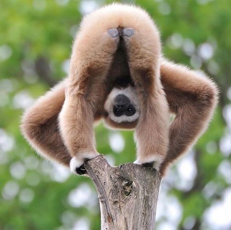 Charlie on Instagram: "A wee Gibbon showing off her bum. Those plates on their rears allow them to sit comfortably in hard and other wise uncomfortable trees. #gibbons #monkey #monkeys #apes #ape #primate" Monkeys Funny, Primates, Animal Planet, Funny Animal Pictures, Animal Photo, Nature Animals, 귀여운 동물, Cute Funny Animals, Beautiful Creatures