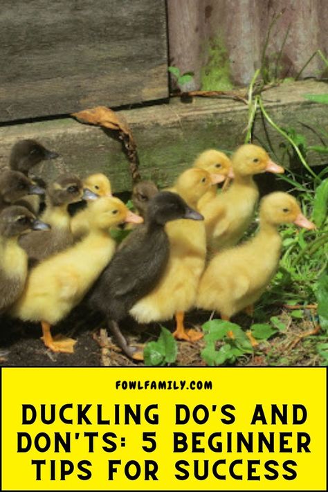 Duckling Do's and Don'ts How To Care For Ducks, Raising Ducks For Beginners, Ducks For Beginners, Raising Ducklings, Duck House Ideas, Duckling Care, Duck Care, Duck Breeds, Backyard Ducks