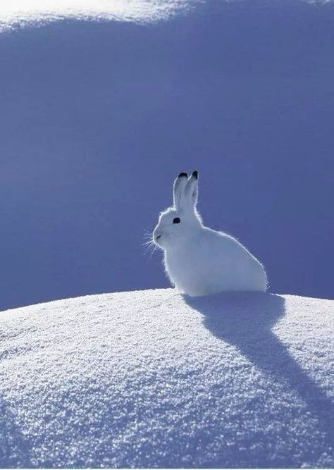 Arctic Rabbit, Holland Lop Rabbit, Snow Rabbit, White Hare, Snowshoe Hare, Lop Rabbit, Arctic Hare, Snow Animals, Rabbit Rabbit