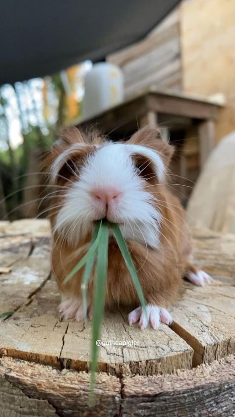 Pigs Cute, Pig Pics, Baby Guinea Pigs, Funny Parrots, Guinea Pig Care, Cute Guinea Pigs, Guinea Pig Cage, Big Animals, Super Cute Animals