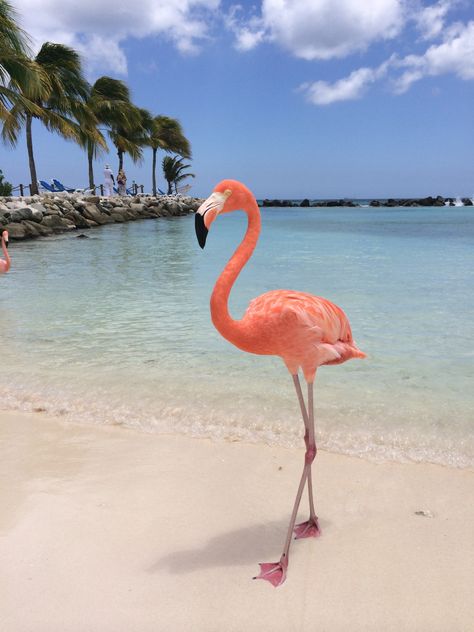 Renaissance Island, Aruba Aruba Resorts, Flamingo Pictures, Aruba Travel, Flamingo Wallpaper, Flamingo Beach, Tropical Animals, Flamingo Bird, Flamingo Art, Pink Bird