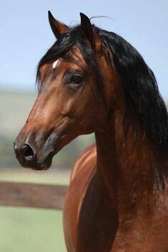 ♥ horses Lusitano Horse, Beautiful Horse Pictures, Bay Horse, Andalusian Horse, Most Beautiful Horses, Most Beautiful Animals, Majestic Horse, Brown Horse, Horses And Dogs