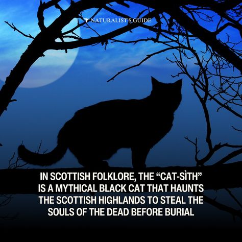 Black cat folklore 🐈‍⬛✨ 🧙🏽‍♀️ In the United States, especially around Halloween, black cats are often linked to witchcraft and spooky superstitions. The association with witchcraft is an old European belief brought to America, especially heightened during the witch trials. During those times, many women accused of witchcraft were believed to have turned into black cats. Some lore believe that witches kept black cats to serve as their familiars, offering companionship and spiritual protection... Cat Folklore, Black Cat Personality, Cat Spirit Animal, Halloween Black Cats, Cat Personality, Cat Spirit, Witch Trials, Spiritual Protection, Halloween Black