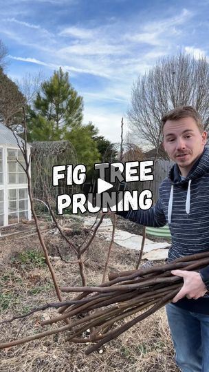 7K views · 1.2K reactions | Pruning Fig Tress for size and fruit!

✂️I like to prune my fig trees to 3-5 main leaders to keep the size down. You can choose to grow one main trunk like a normal tree and prune it to manage its structure. 

🌳Removing a majority of the year old wood that’s coming out of the ground and heading off existing branches causes the new growth to form where fruit will grow.

🍈Unlike many other fruit trees, figs grow on 1st year wood and even a brand new tree can produce fruit in its first year!

🌱Fig trees are great for new and old fruit tree growers alike because they are on of the easiest trees to manage as they grow rapidly and you can quickly learn and make changes from previous year’s cuts. And the best part of all, you can easily propagate the cuttings to gro Propogating Plants, Fig Fruit Tree, Fig Bush, Growing Fig Trees, Pruning Fruit Trees, Fig Trees, Fig Fruit, Fruit Tree, 1st Year