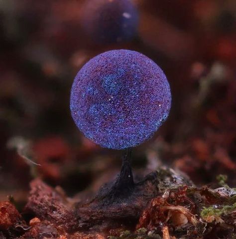 Mushroom Information, Amethyst Mushroom, Lichen Moss, Slime Mould, Macro Photos, Disco Ball, Belleza Natural, Best Funny Pictures, Potpourri