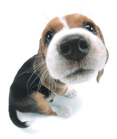 Christmas… in May? (Bake the bugs out of your pinecones!) – House of Hepworths Cute Beagles, Söt Katt, Therapy Animals, Dog Icon, Calm Dogs, Beagle Puppy, Silly Dogs, Manx, Puppy Eyes