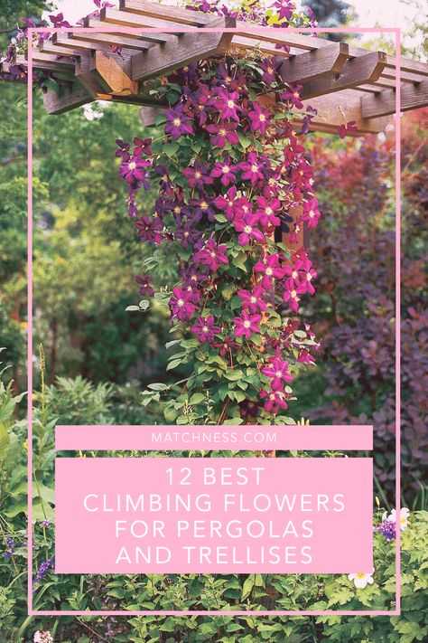 To celebrate the arrival of spring, let’s talk about flowering vines. These plants can be trained to grow on structures such as trellis and pergola. Not only can it provide additional protection from the sun, they also provide a heady sweet smell that can be enjoyed until late spring. #climbingflower #gardentrellis #pergolavines #trellisvines #gardendecor Pergola Vines Climbing Flowers, Window Trellises, Climbing Plants Trellis, Creeping Vines, Jasmine Vine, Vine Trellis, Flower Trellis, Flower Vines, Arch Trellis