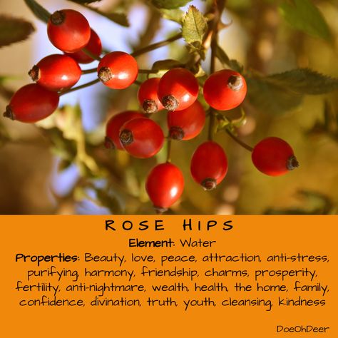 Rosehip Witchcraft, Rosehips Witchcraft, Rose Hip Uses Witchcraft, Coltsfoot Magical Properties, Cranberry Magical Properties, Rose Hips Witchcraft, Rose Hip Witchcraft, Rose Magical Properties, Rosehip Magical Properties