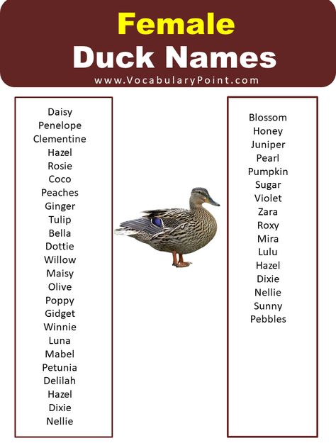 Ducks have always been a popular choice for pets and farm animals. They are adorable, friendly, and intelligent creatures that bring joy to their owners. However, finding the perfect name for your feathered friend can be quite challenging. With so many options to choose from, it can be overwhelming to find a name that suits ... Read more The post 500+ Best List Duck Names (Best, Cute, Funny) appeared first on Vocabulary Point. Cute Names For Ducks, Duck Names Ideas, Funny Duck Names, Goat Names, Farm Names, Farm Backyard, Daily English Vocabulary, Pet Duck, Duck Coop