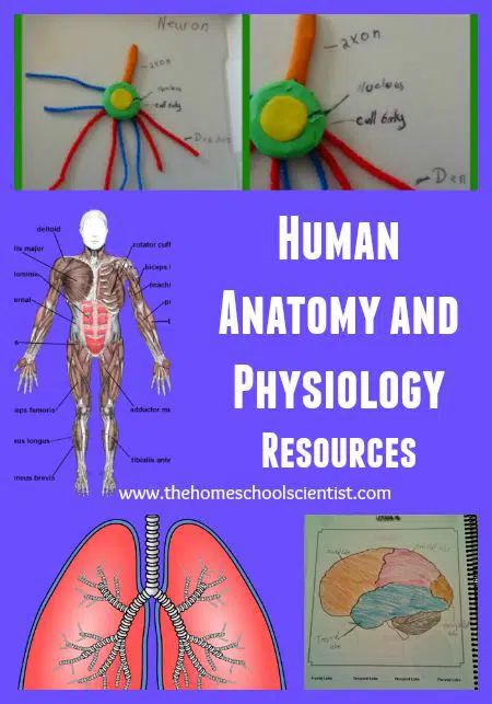 Anatomy And Physiology Study Printables, Muscular System Activities, Anatomy Resources, Homeschool Health, Apologia Anatomy, Physiology Study, Science Study, Human Body Activities, Hair Science