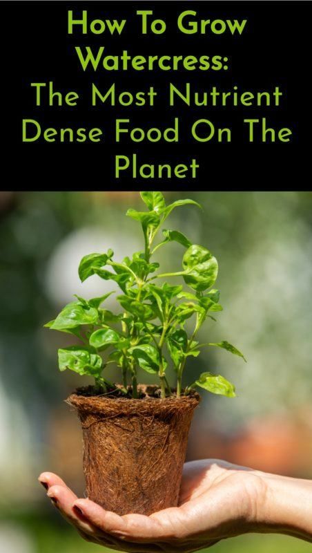 Topping the list of nutrient dense foods, Watercress is a nutritional powerhouse which you can grow easily at home. Here's all you need to know. Grow Watercress, Watercress Growing, Nutrient Dense Foods, Most Nutrient Dense Foods, Medicinal Garden, Astuces Diy, Garden Kit, Organic Soil, Nutrient Dense Food