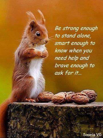 Squirrel Quotes, Sai Mandir, Squirrel Quote, Funny Squirrel Pictures, Writing Power, Fall Squirrel, Cat Sayings, Lovely Thoughts, Titus 2