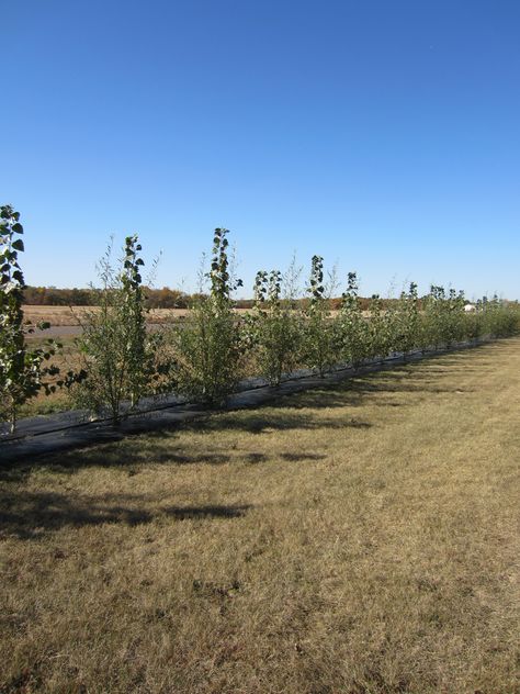 Wind Break Landscaping, Windbreak Landscape Design, Hybrid Willow Trees, Hybrid Willow Trees Privacy Hedge, Diy Wind Break Ideas, Wind Break Garden, Hybrid Poplar Tree, Windbreak Trees, Poplar Tree