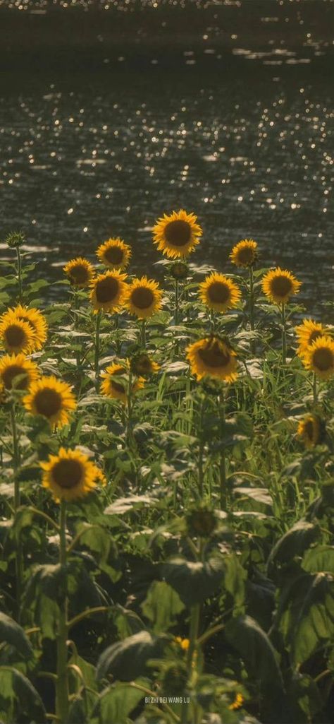 Sunflower Sunset, Wallpaper Iphone Summer, Sunflower Wallpaper, Nothing But Flowers, Macbook Wallpaper, Xiamen, Alam Yang Indah, Nature Aesthetic, Sky Aesthetic