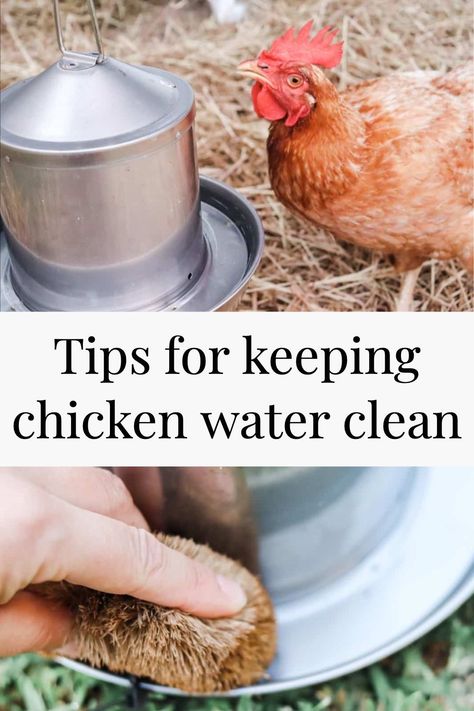 Self Feeders For Chickens, Watering Chickens Ideas, Water Chickens Ideas, Diy Chicken Feeders And Waterers, Chicken Waterer Ideas, How To Keep Chicken Water Clean, Chicken Water Ideas, Chicken Coop Food And Water Ideas, Chicken Coop Water Ideas