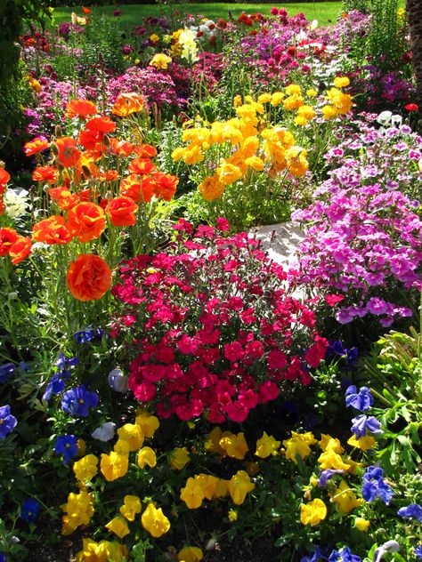 Beautiful Colorful Flowers, Cottage Garden Pictures, Colorful Garden Ideas, Flowers Garden Aesthetic, Colorful Flower Garden, Garden Full Of Flowers, Colourful Garden, Rainbow Garden, Cottage Garden Design