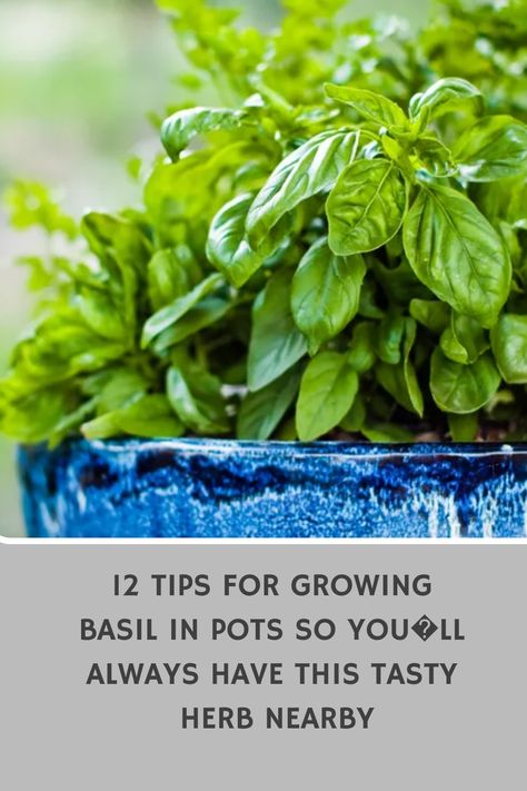 Discover top tips for successfully growing basil in pots to ensure you always have this delicious herb within arm's reach. Whether you're a seasoned gardener or just starting out, these 12 tips will help you cultivate healthy and thriving basil plants right in your own home. From proper watering techniques to ideal lighting conditions, learn how to care for your potted basil plants and enjoy freshly harvested herbs whenever you need them. Basil In Pots, Potted Basil, Basil Garden, Grow Basil, Cooking With Fresh Herbs, Growing Sweet Potatoes, Growing Basil, Seed Starting Mix, Basil Plant