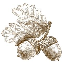 Oak Leaf Tattoos, Acorn Drawing, Acorn Image, Acorn Tattoo, Acorn And Oak, Engraving Illustration, Small Art Prints, Leaf Drawing, Free Art Prints