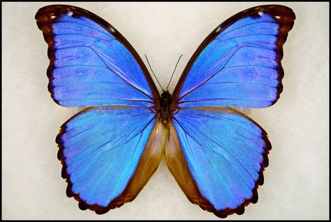 Morpho Didius, Projector Images, Cool Insects, Beautiful Butterfly Photography, Butterfly Photography, Moths And Butterflies, Blue Wings, Iridescent Blue, Butterfly Pictures