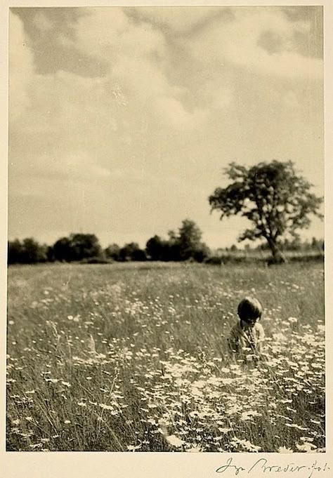 Daisy Field, Arte Inspo, Old Photographs, White Photo, The Hunger Games, The Hunger, Vintage Photographs, Vintage Photography, Photography Inspo