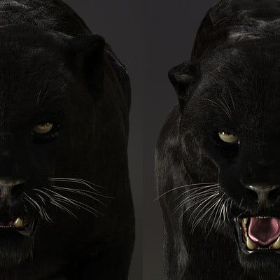 ArtStation - Black panther test, Massimo Righi Black Panther 2, Random Animals, Dark Circus, The Ancient One, Black Highlights, Lion Wallpaper, Black Jaguar, Cat Reference, Power Animal