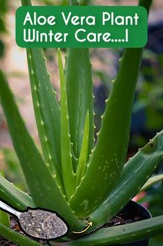 Aloe Plant Care, Aloe Vera Plant Indoor, Growing Aloe Vera, Aloe Vera Benefits, Plant Care Houseplant, Aloe Vera Plant, Aloe Plant, Growing Plants Indoors, House Plant Care