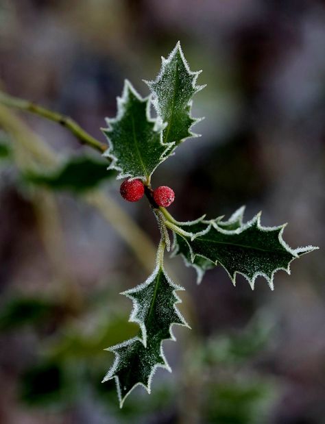 Holly Flower Aesthetic, Mistletoe Photography, Holly Photography, Winter Botanicals, Christmas Botanicals, December Art, Holly Flower, Winter Leaves, Christmas Berries