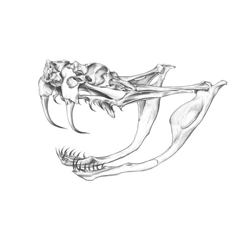 ArtStation - Rattlesnake skull DRAWING., Rodríguez ARS Animal Skull Reference, Patrick Tattoo, Rattlesnake Tattoo, Animal Skull Drawing, Snake Character, Skull With Snake, Draw A Skull, Traditional Viking Tattoos, Edgy Western