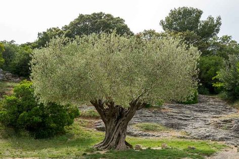 Olea europaea (Common Olive) Olive Tree Painting, Plants To Grow, Olea Europaea, Gravel Garden, Memory Tree, Best Plants, Coastal Gardens, Mediterranean Garden, Plant Combinations