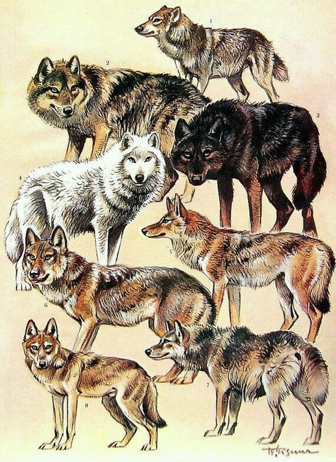 Mongolian Wolf, Tundra Wolf, Japanese Wolf, Supraviețuire Camping, Animal Illustration Art, Wolf Pictures, Endangered Animals, Wild Dogs, Wolf Dog