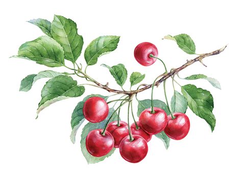 심플한 그림, Cherry Strawberry, Watercolor Fruit, Food Painting, Fruit Illustration, Fruit Painting, Nature Drawing, Watercolor Flowers Paintings, China Painting