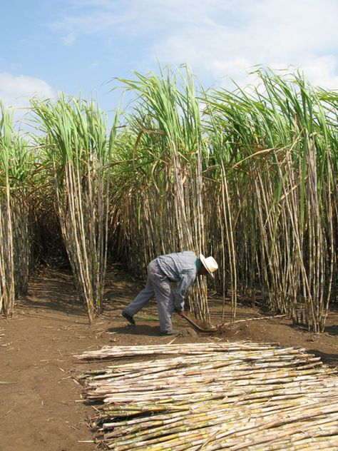 Sugar Cane Farm, Sugar Cane Plant, Caribbean Countries, Travel Gallery Wall, Guatemala City, Hawaiian Art, Unique Trees, Santa Lucia, Best Pictures