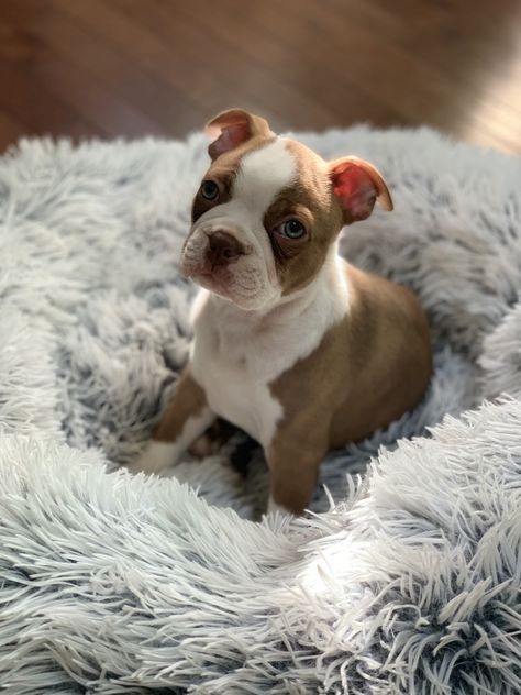 Red Boston Terrier Puppy. Brown Boston Terrier Puppy. Boston Terrier Pups, Boston Terrier Puppies, Brown Boston Terrier Puppy, Puppy Boston Terrier, Cute Boston Terrier, Brown Boston Terrier, Boston Terrier Brown, Red Boston Terriers, Boston Terrier Puppies For Sale Near Me